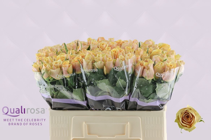 <h4>R Gr Golden Mustard</h4>