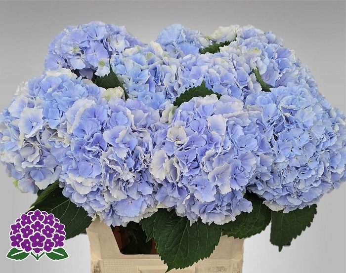<h4>HYDR M CH VERENA BL</h4>