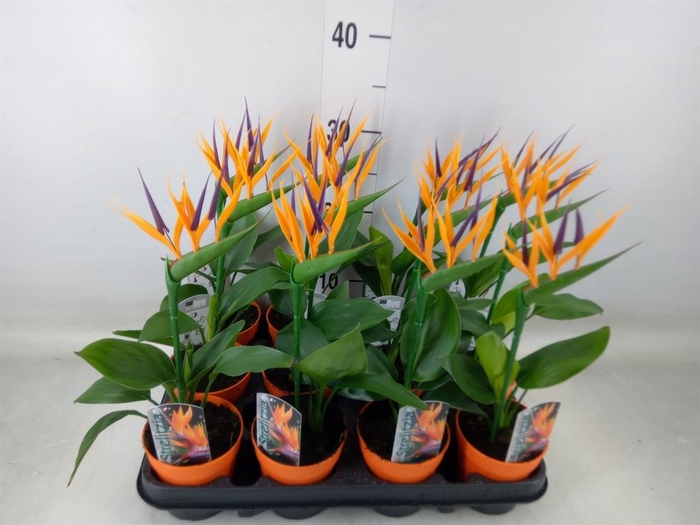 <h4>Arr. Strelitzia L%</h4>