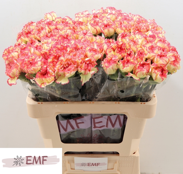 <h4>DI ST LORCA</h4>