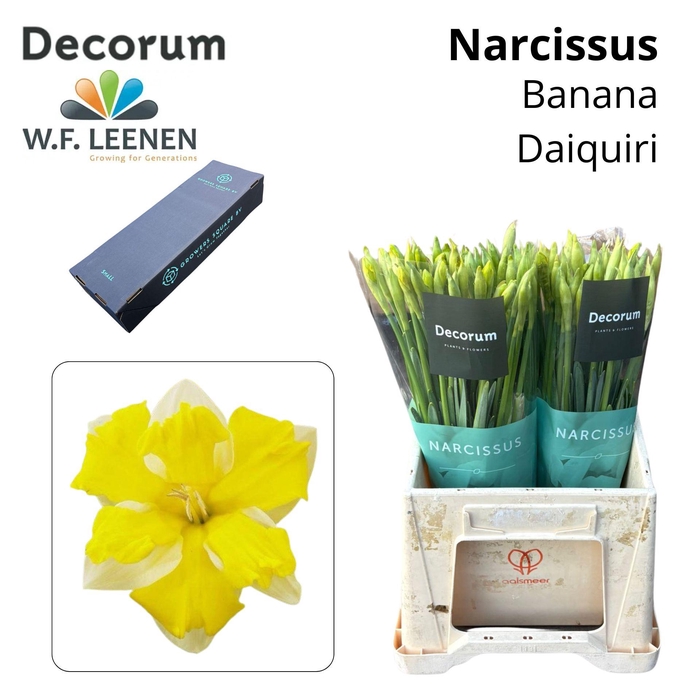 <h4>NARC BANANA DAIQUIRI Small Box 100</h4>