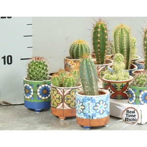 CACTUS OV