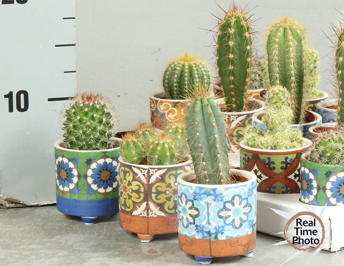<h4>CACTUS OV</h4>