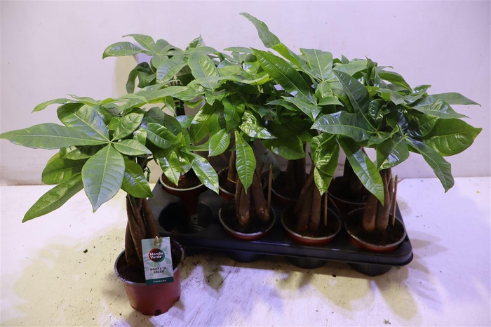 <h4>Pachira Aquatica</h4>