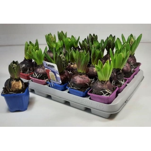 Hyacinthus mix 7Ø 12cm 1pp