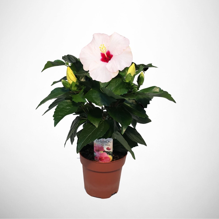 <h4>Hibiscus Adonicus Pearl</h4>
