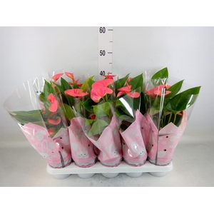 Anthurium andr. 'Sweet Dream'