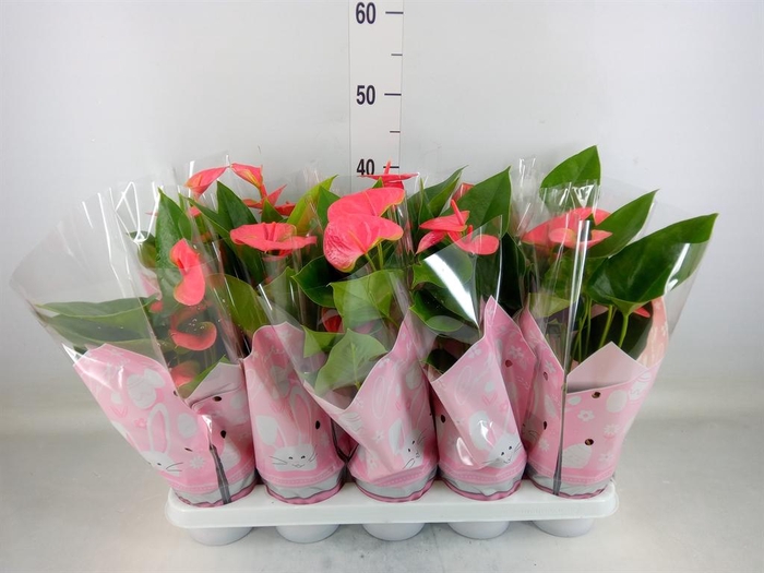 <h4>Anthurium andr. 'Sweet Dream'</h4>