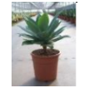 Agave overig