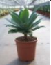 Agave overig