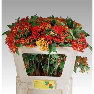Vibur Op Compactum