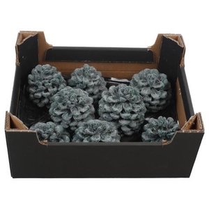 PTWAX937 Dennenappel H%