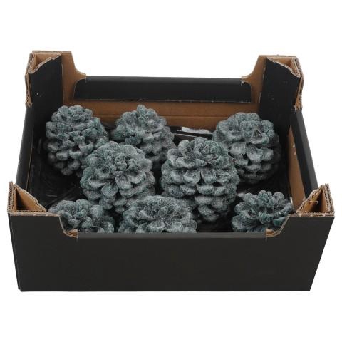 <h4>PTWAX937 Dennenappel H%</h4>