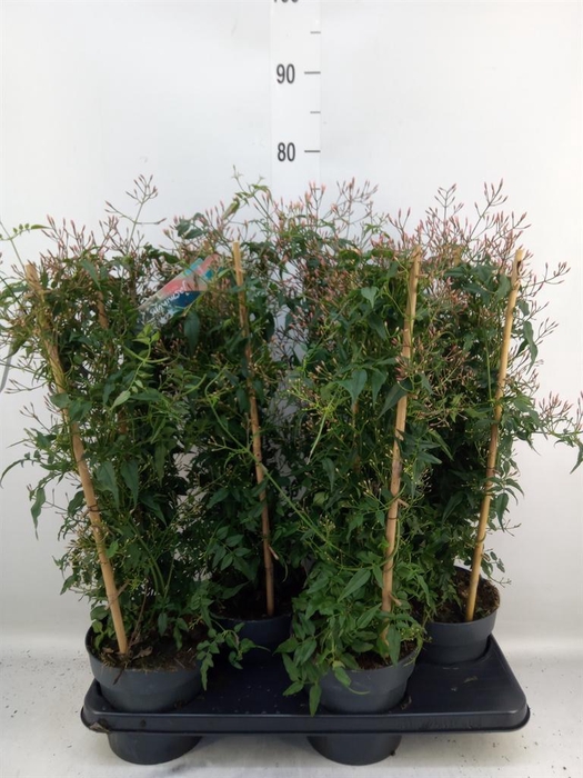 <h4>Jasminum polyanthum</h4>