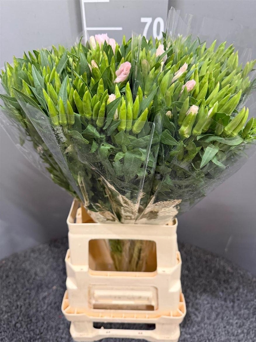 <h4>Godetia Rose Pink</h4>