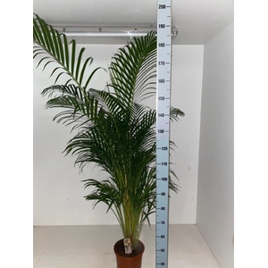 DYPSIS LUTESCENS