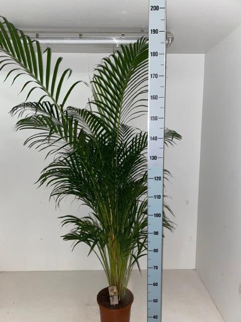 DYPSIS LUTESCENS