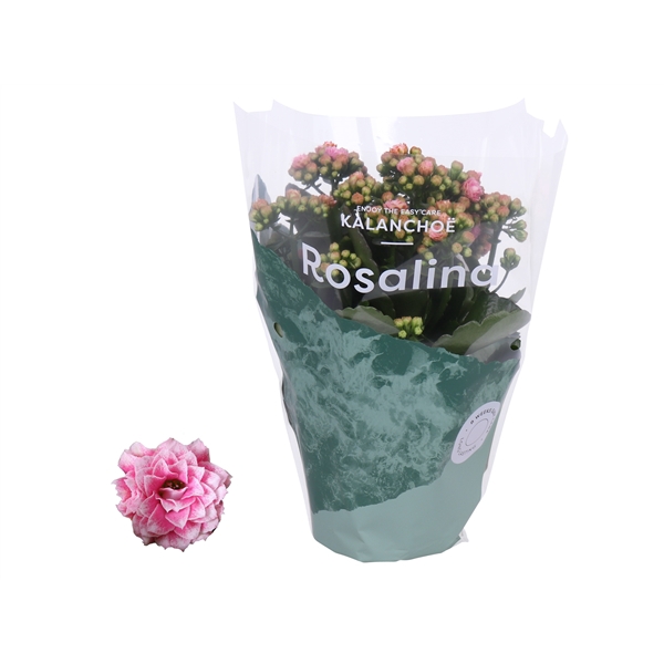 <h4>Kalanchoe Rosalina 12cm Don Alano wit/roze</h4>