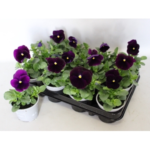 Viola wittrockiana F1 Purple/Violet