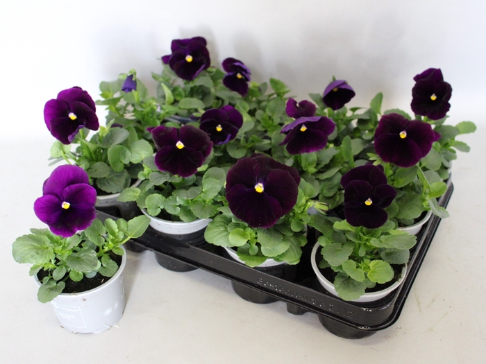 Viola wittrockiana F1 Purple/Violet