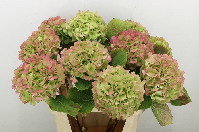 <h4>Hydr M Verena Cl</h4>