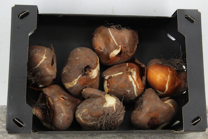 <h4>BOL COLCHICUM X8</h4>