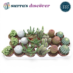 Discover® - Bilbao Cactus Mix (Exclusive)