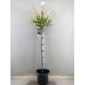 Salix integra 'Hakuro Nishiki'