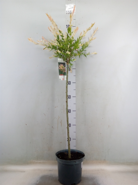 <h4>Salix integra 'Hakuro Nishiki'</h4>
