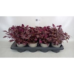 Alternanthera dent.