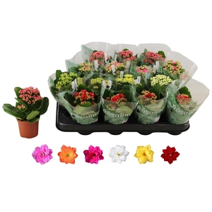 KALAN CALAN MIX ROSALINA P7