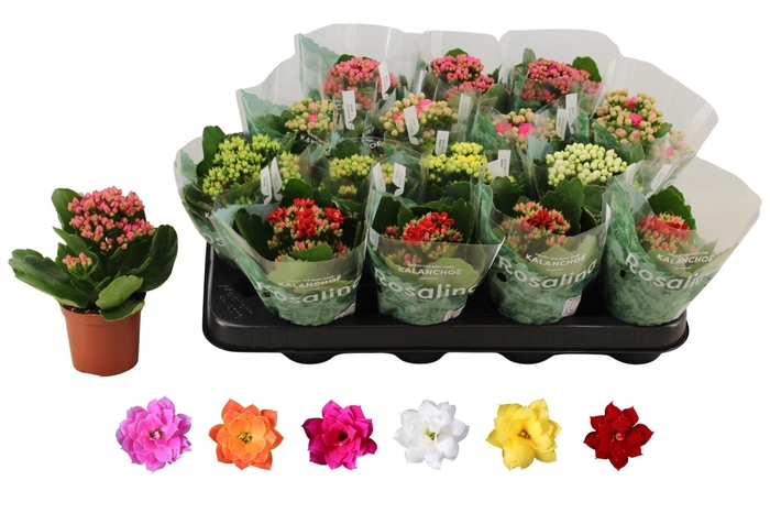 <h4>KALAN CALAN MIX ROSALINA P7</h4>