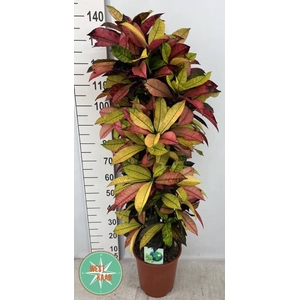 Codiaeum variegatum Mrs Iceton 27Ø 130cm 1pp