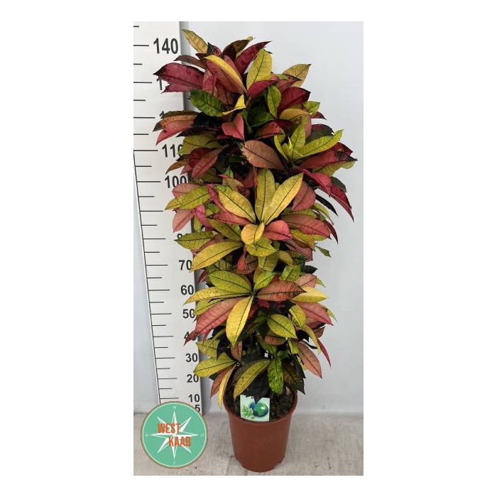 <h4>Codiaeum variegatum Mrs Iceton 27Ø 130cm 1pp</h4>