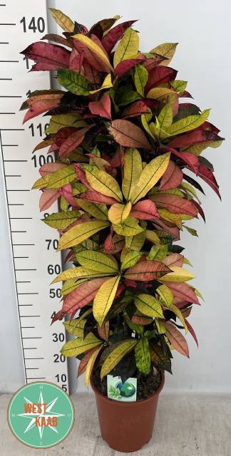 Codiaeum variegatum Mrs Iceton 27Ø 130cm 1pp