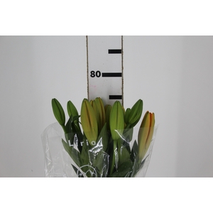 LIRIO SUNDERLAND 080 CM HT 3/5 FLS