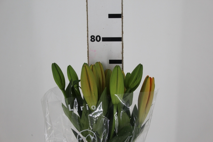 <h4>LIRIO SUNDERLAND 080 CM HT 3/5 FLS</h4>