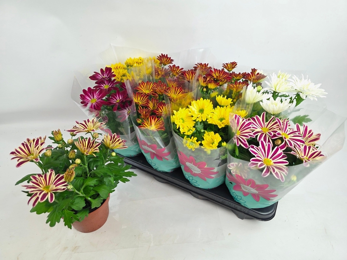 <h4>CHRYS GEM 6 KL</h4>