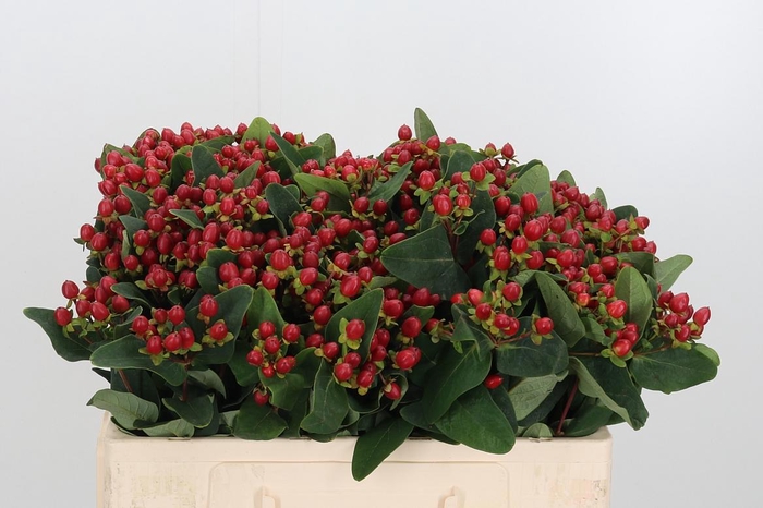 <h4>Hyp Ruby Excess</h4>