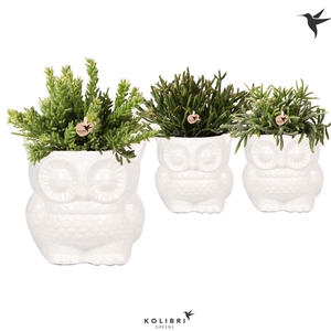 Rhipsalis Gemengd Keramiek Owl White