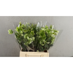 HELL MAGNIFIC BELLS 045CM