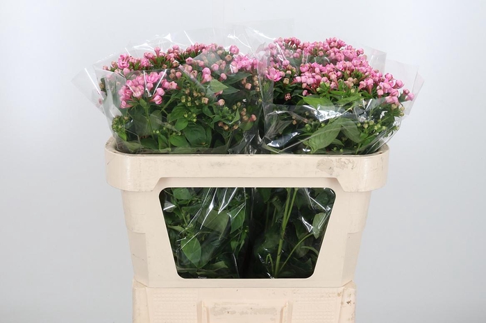 <h4>Bou Du Dark Pink Imp</h4>