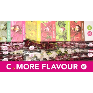 Mini cymbidium 'Valentine Mix' 50 cm