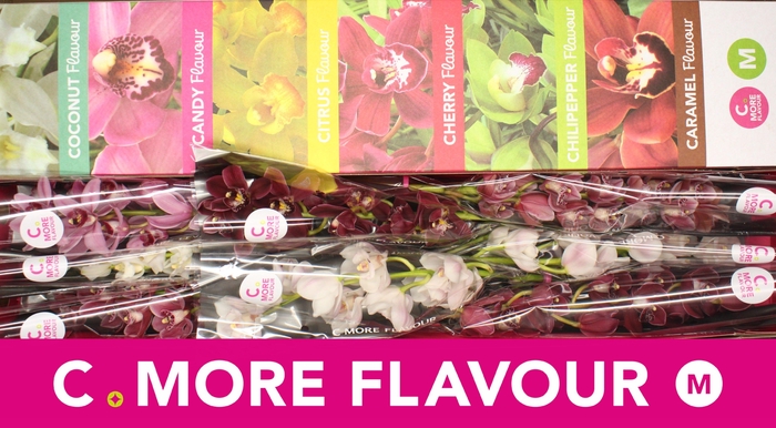 <h4>Mini cymbidium 'Valentine Mix' 50 cm</h4>