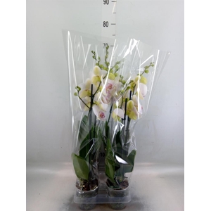 Phalaenopsis  'Bohemian Goya'