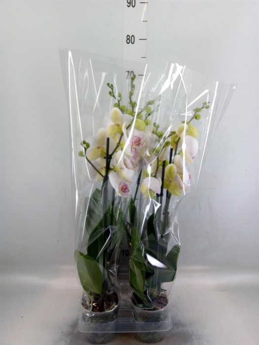 <h4>Phalaenopsis  'Bohemian Goya'</h4>