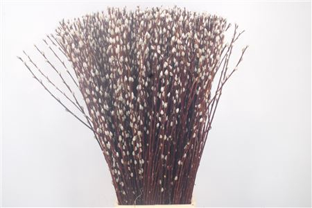 <h4>Salix Magical Silver</h4>