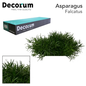 ASP FALCATUS 45cm box x50