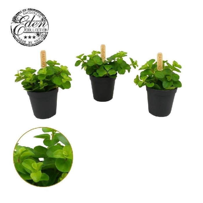 <h4>Peperomia Rotundifolia mini Bambino</h4>