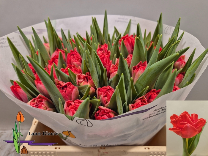 <h4>TU DU DOUBLE TWIST</h4>